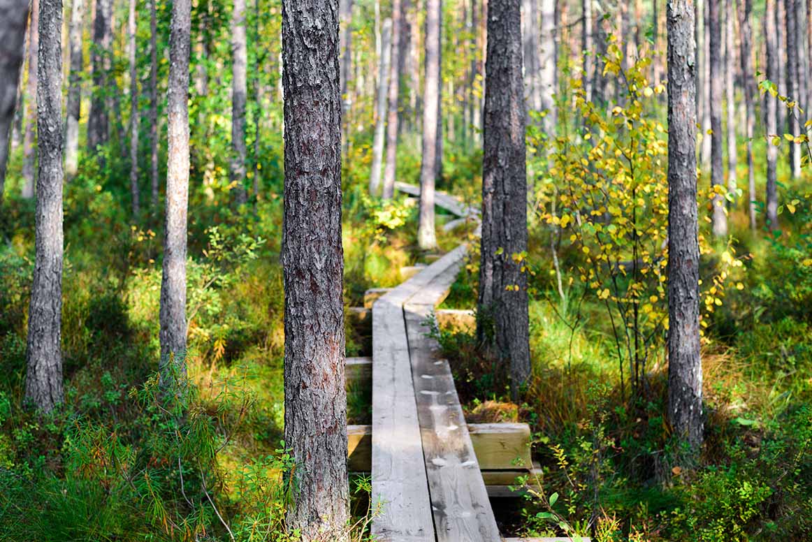 Meistä kuva